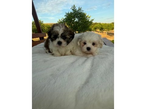Açık renk ve trecolor shih tzu bebekler sun kennels