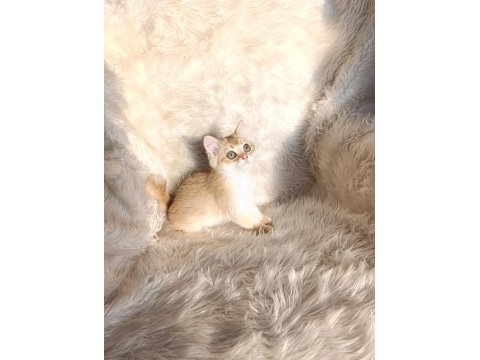 British shorthair golden ny11 erkek