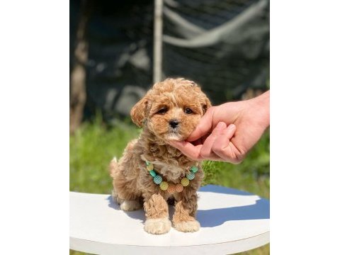 Sevimli maltipoo yavrular red brown