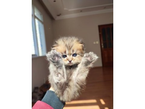 Harika british longhair yavruları