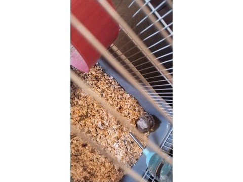 Anne ve yavru hamster