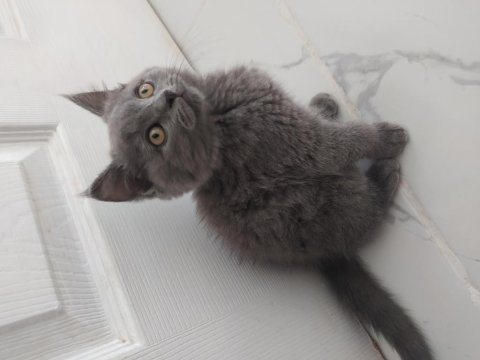 Sahiplendirmek istiyorum british shorthair 2.5 aylık