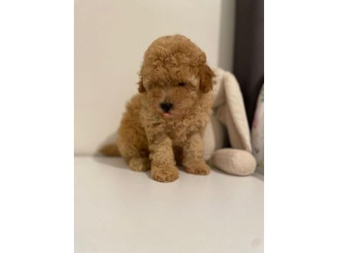 Red brown ev ortamı bebeklerimiz toy poodle