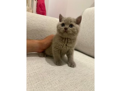 British shorthair yavrularımıza yuva arıyoruz
