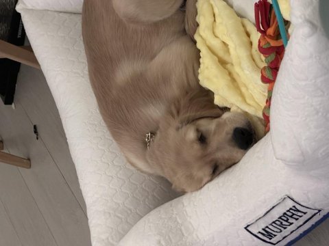 8 aylık golden retriever kızımız yeni yuvasını arıyor