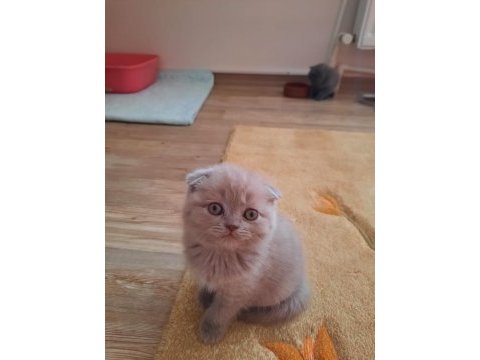 Birinci sınıf scottish fold yavrular