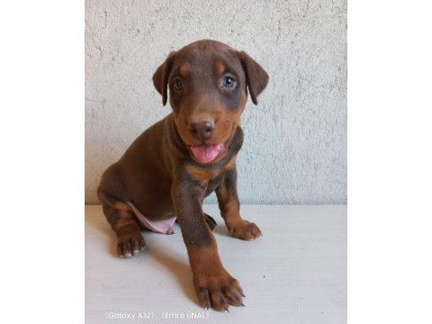 Orjinal king doberman yavrular