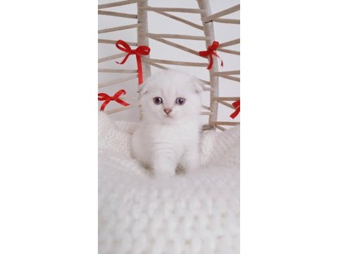 Show kalite yeni yıl scottish fold bebeğim