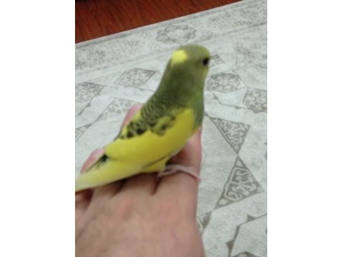 Sarı prenses muhabbet kuşu