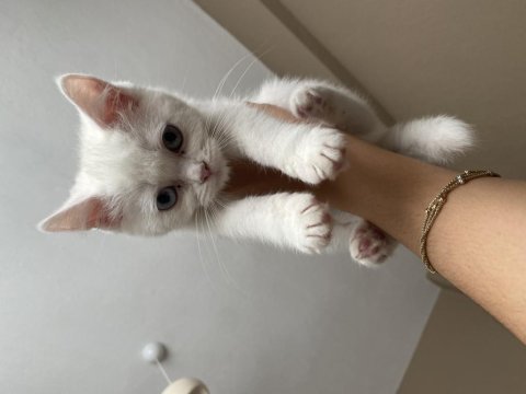 British shorthair inci tanem yeni yuvasını arıyor