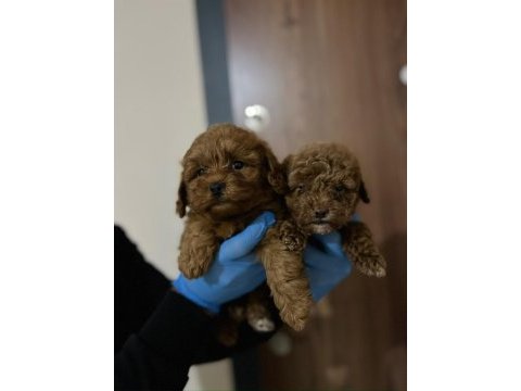 Poodle gibi maltipoo