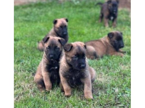Elit patiler farkıyla malinois yavrular