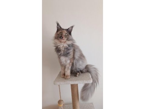 Dişi maine coon
