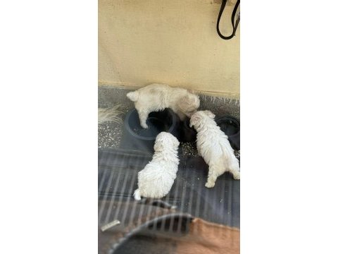 40 günlük sıfır numara terrier