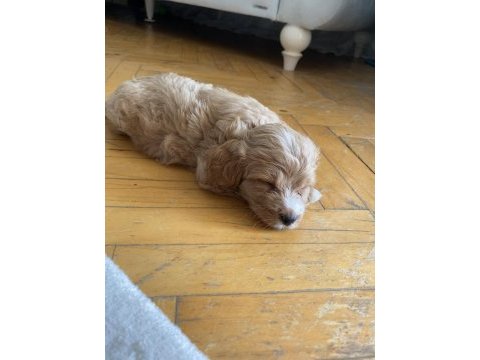 Maltipoo red 2 aylık