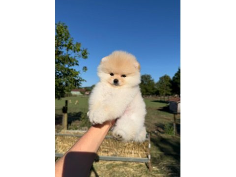 Yavru pomeranian boo köpeklerimiz