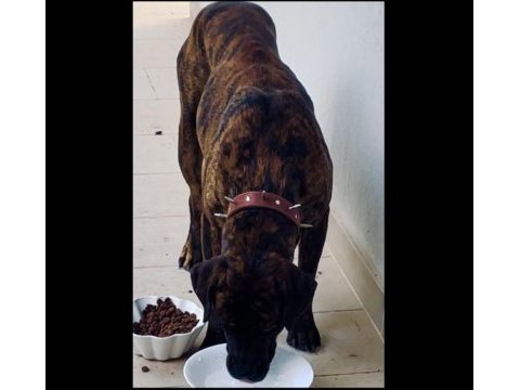 Cane corso brindle (havlamaz ve koruma eğitimli)