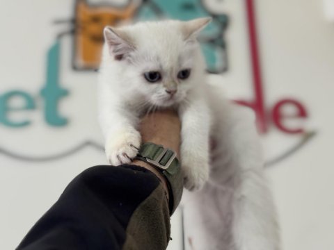 Golden point british shorthair yavrularımız