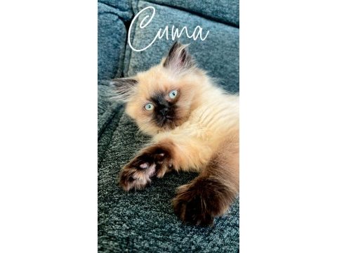 Acil mama karşılığında verilecek birman kedisi