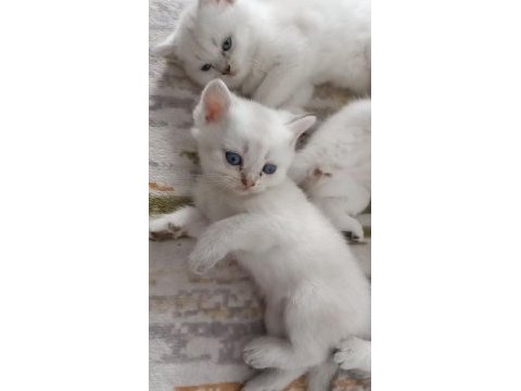 Uygun british shorthair