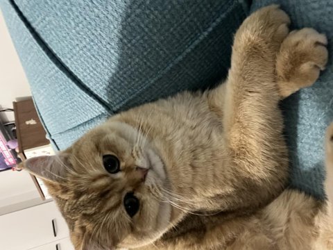 British shorthair golden 9 aylık erkek