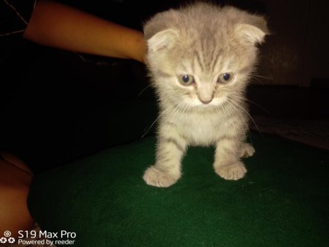 2 aylık dişi scottish fold yavrular