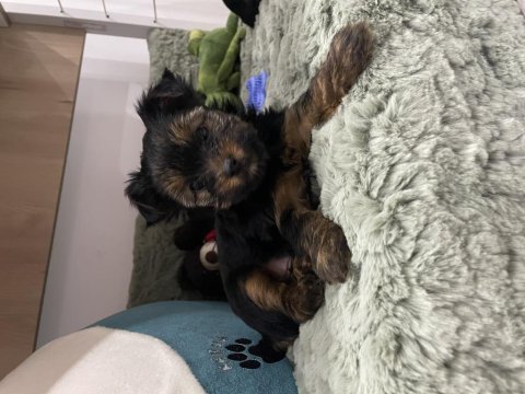 Teacup yakışıklısı yorkshire terrier leo