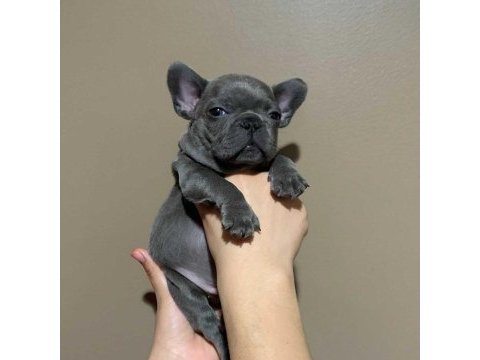 French bulldog yavruları