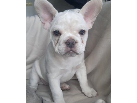 Fluffy, ısabella taşıyıcı exotıc french bulldog kızlarımız