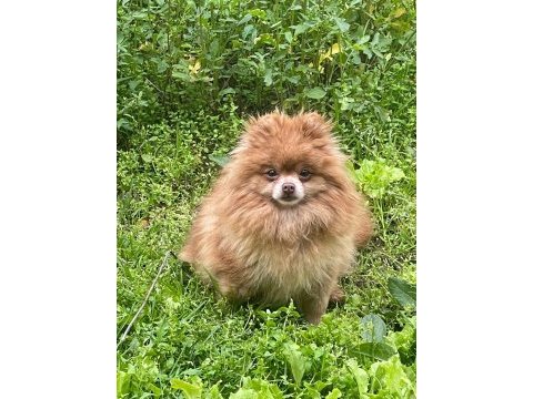 Pomeranian boo