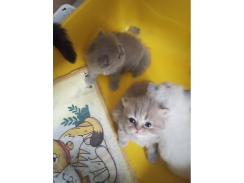 Bayram şekerleri kediler