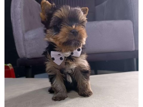 Kg garantili mini boy yorkshire terrier erkek yavru