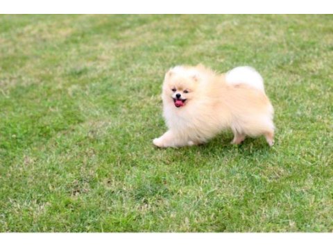 Pomeranian erkek