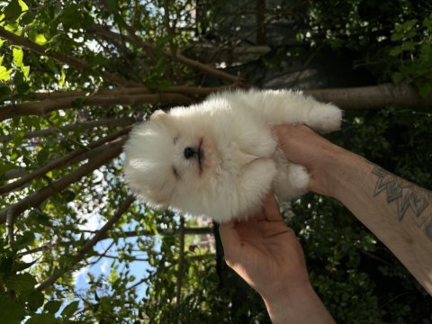 Pomeranian boo orjinal ayı surat bebeğim