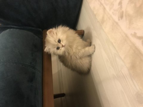 Süper ötesi kalite british longhair yavrumuz