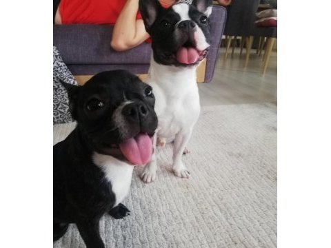3 yaşında dişi french bulldog
