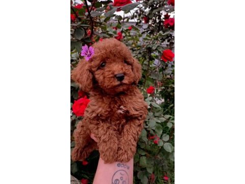 Güzeller güzeli toy poodle yavrularımız