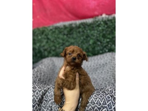 Kore babadan poodle bebekler
