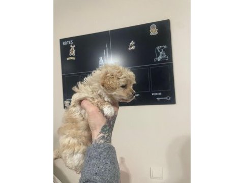 Bebişlerim kore anne kore babadan olma safkan maltipoo