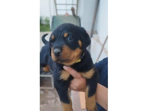 Rottweiler yavrular