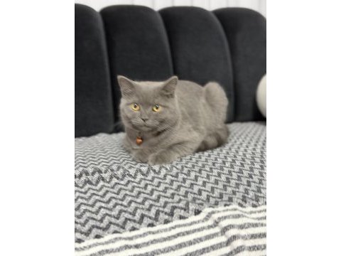 Minik british shorthair dostumuza yuva arıyoruz