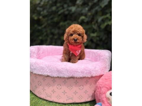 Orjinal toy poodle yavruları 