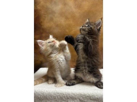 Mco polydactyl erkek ve dişi wcf kayıtlı maine coon