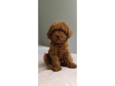 Kdf kayıtlı babadan ev doğumlu toy poodle