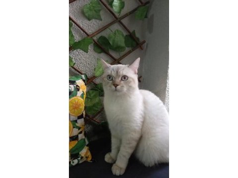 10 aylık kedimiz için iletişime geçiniz