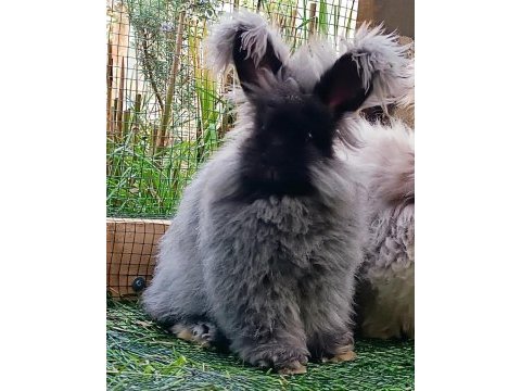 Şecereli angora tavşanı