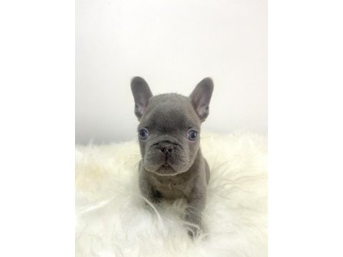 Renkli gözlü ırk garantili french bulldog yavrum