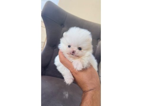 Kg garantili cep boy pomeranian yavrular max 2 kg
