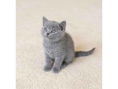 Mükemmel british shorthair golden blue ve bicolor yavrular