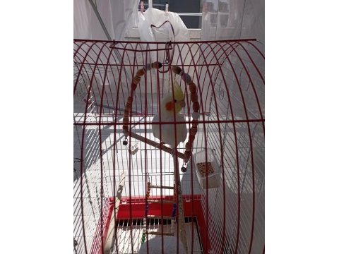 Acil sahiplendirme sultan papağanı